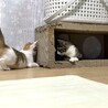 小柄だけど元気は人一倍！クリクリお目目の三毛女の子 サムネイル7