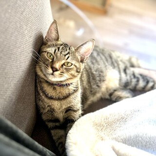 見た目は子猫中身はお父さん！？☆アリスくん♂4ヶ月