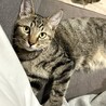 見た目は子猫中身はお父さん！？☆アリスくん♂4ヶ月 サムネイル4