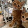 可愛いアメショ風茶トラ プルコギちゃん サムネイル3