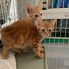 可愛いアメショ風茶トラ プルコギちゃん サムネイル5