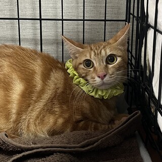 去勢済★アメショ柄の茶トラ猫フェスタくん