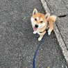 柴犬1才の男の子 サムネイル3