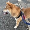 柴犬1才の男の子 サムネイル4
