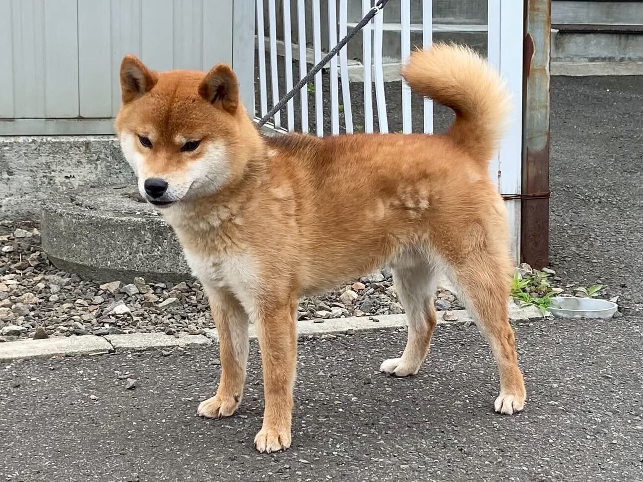 柴犬の男の子 2才」北海道 - 犬の里親募集(550578) :: ペットのおうち