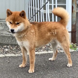柴犬の男の子　2才