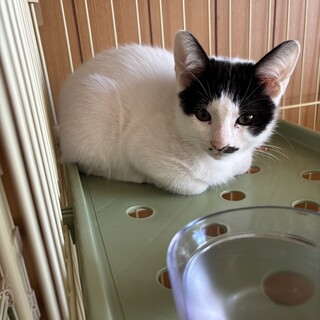 子猫3ヶ月の里親様募集します！