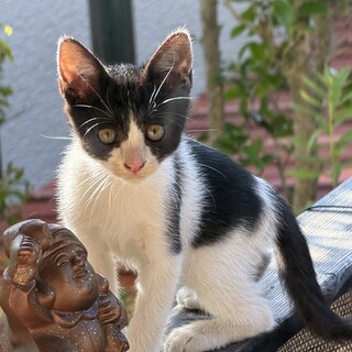 3ヶ月の子猫の里親様募集！