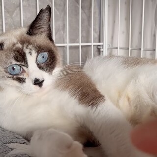 美しいブルーアイが魅力的な白三毛の瑠璃！
