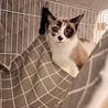 美しいブルーアイが魅力的な白三毛の瑠璃！ サムネイル2