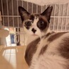美しいブルーアイが魅力的な白三毛の瑠璃！ サムネイル3