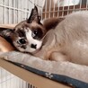 美しいブルーアイが魅力的な白三毛の瑠璃！ サムネイル4