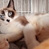 美しいブルーアイが魅力的な白三毛の瑠璃！ サムネイル6