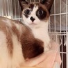 美しいブルーアイが魅力的な白三毛の瑠璃！ サムネイル7
