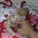 とても可愛い薄茶トラ子猫の男の子ラテ！