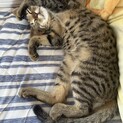 へそ天！ゴロスリのキジくん５ヶ月　去勢ワクチン済み