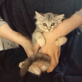 長毛のサバトラ(グレーキジ) 生後２ヶ月　