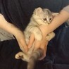 長毛のサバトラ(グレーキジ) 生後２ヶ月　