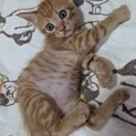 人間大好き♪猫さん大好き♪かぼす