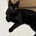 いつかは甘えん坊♪黒猫のチャオちゃんです♪