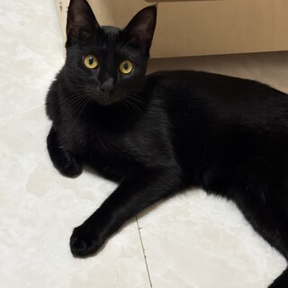 いつかは甘えん坊♪黒猫のチャオちゃんです♪