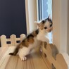 フワフワ丸い‪‪❤︎‬穂花ちゃん サムネイル2