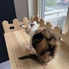 フワフワ丸い‪‪❤︎‬穂花ちゃん サムネイル4