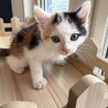 フワフワ丸い‪‪❤︎‬穂花ちゃん サムネイル5