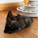 生後1ヶ月の子猫