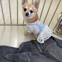 トラウマがあります　ミヨシちゃん