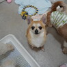 トラウマがあります　ミヨシちゃん サムネイル2