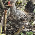 ミックス鶏の若雄です