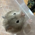 【募集終了】ゴールデンハムスター　里親募集