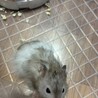 【募集終了】ゴールデンハムスター　里親募集 サムネイル2