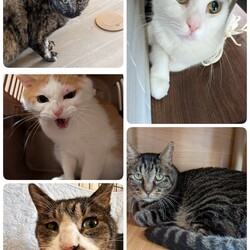 5匹の通院・治療のご報告