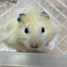 【募集終了】ゴールデンハムスター　里親募集 サムネイル2