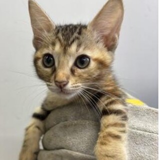 揖斐郡大野町の猫の里親募集情報まとめ :: ペットのおうち【里親決定30