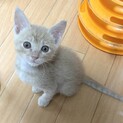 ファンが急増！甘えん坊ベビ王子1ヶ月半