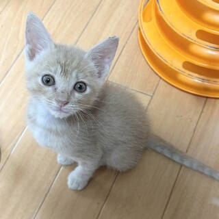 ファンが急増！甘えん坊ベビ王子1ヶ月半