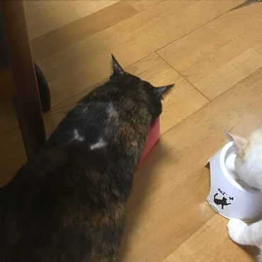葵ちゃん、三回忌だね。まだそちらに向かわないけど、ウニちゃんと仲良ししてね！