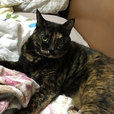 福にゃん、ありがとうね！あと少しで生え揃うよ。昨日で11歳になっちゃったおばちゃんです！