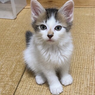 おっとりマイペース♥半長毛♡キソくん