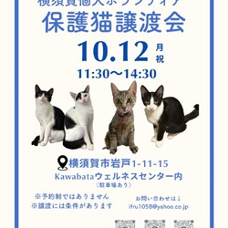 横須賀個人ボランティア〜保護猫譲渡会〜