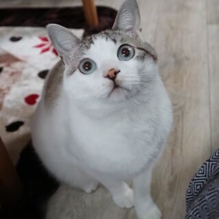 9歳　生涯家族として大切にしてくださる方募集