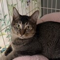 キジトラ 1歳 男の子