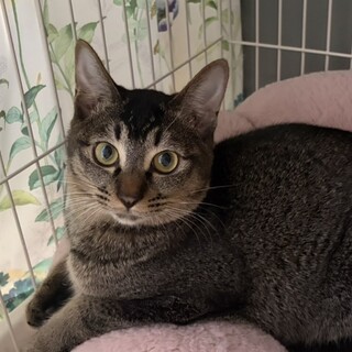 キジトラ 1歳 男の子