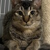 キジトラ 1歳 男の子 サムネイル2