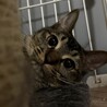 キジトラ 1歳 男の子 サムネイル3