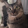 キジトラ 1歳 男の子 サムネイル5