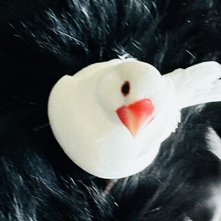 募集保留中　白文鳥メス　